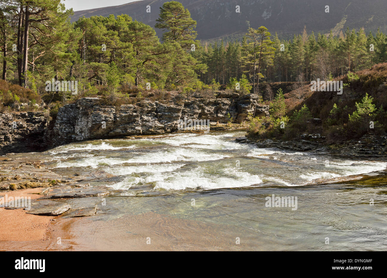 Fiume LUI IN PRIMAVERA le rapide di acqua bianca e CALEDONIAN PINI ABERDEENSHIRE IN SCOZIA Foto Stock