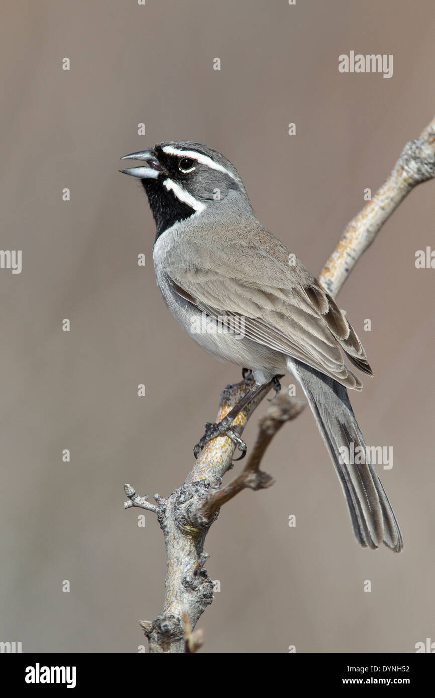 Nero-throated Sparrow - Amphispiza bilineata Foto Stock