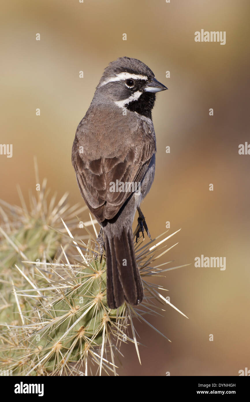 Nero-throated Sparrow - Amphispiza bilineata Foto Stock