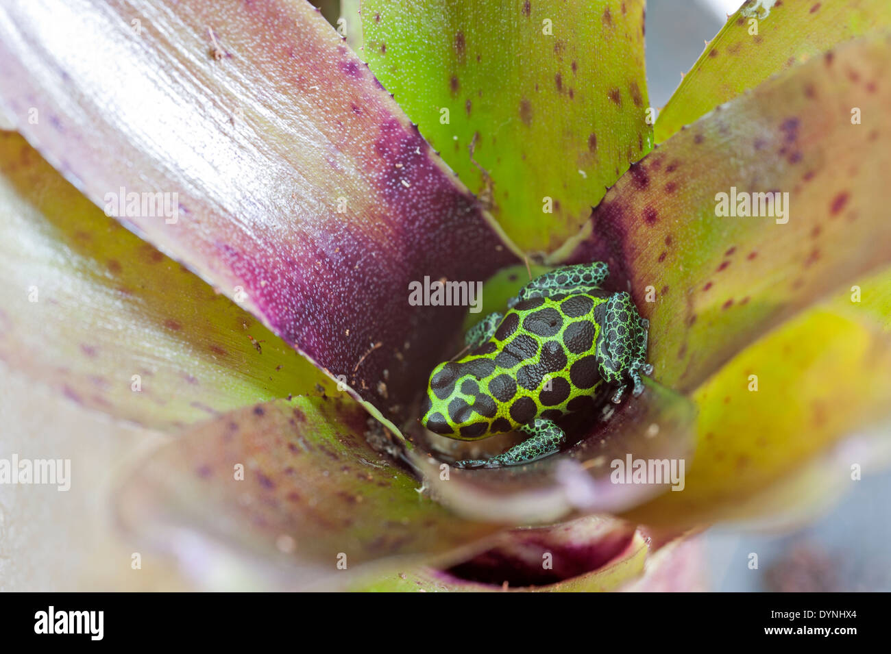 Ranitomeya imitatore Foto Stock