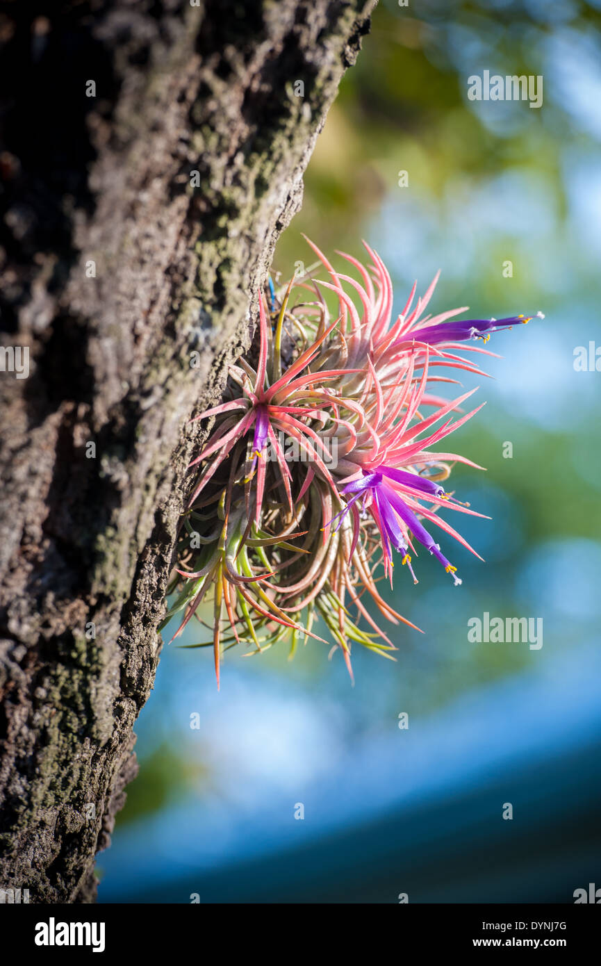 Crescita esotici appeso sul tronco di albero in Pompano Beach, FL Foto Stock