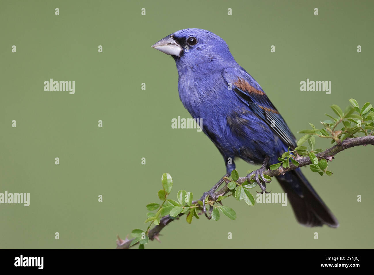 Blu - Grosbeak Passerina caerulea - maschio adulto Foto Stock