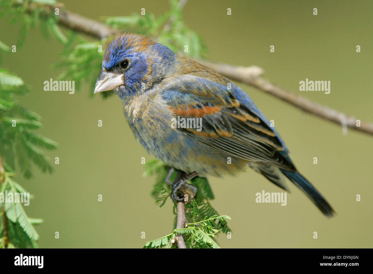 Blu - Grosbeak Passerina caerulea - maschio immaturo Foto Stock