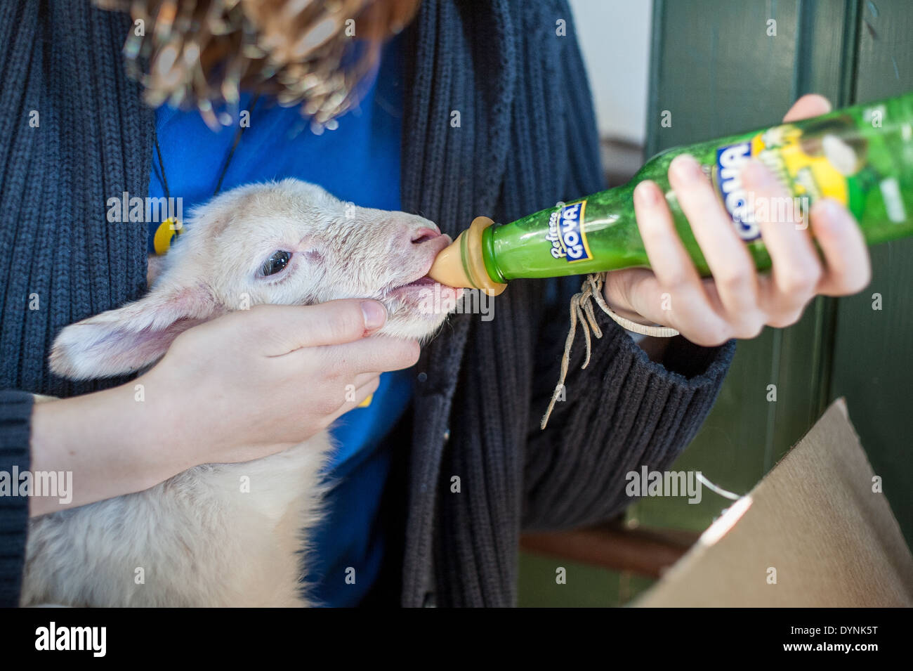 Abbacchio getting bottiglia alimentato in Fallston, MD Foto Stock