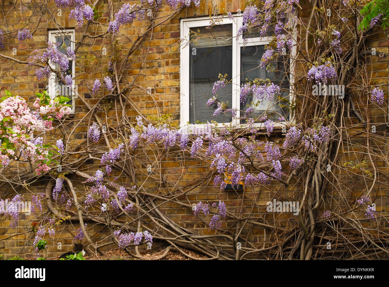 Una finestra nel giardino con una boccola di fioritura Foto Stock