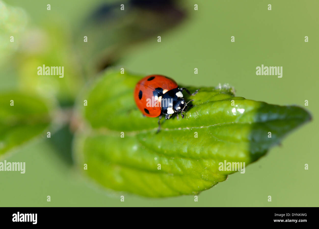 Berlino, Germania. Xix Apr, 2014. Una coccinella si siede su una foglia di Berlino, Germania, 19 aprile 2014. Coccinelle (Coccinellidae) sono una famiglia di piccoli coleotteri trovati in tutto il mondo. Foto: Jens Kalaene /ZB - NESSUN SERVIZIO DI FILO/KEIN BILDFUNK-/dpa/Alamy Live News Foto Stock