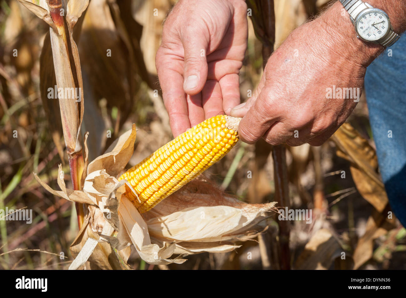 Mani con orologio al polso tenendo spiga del granoturco campo Gettysburg PA Foto Stock
