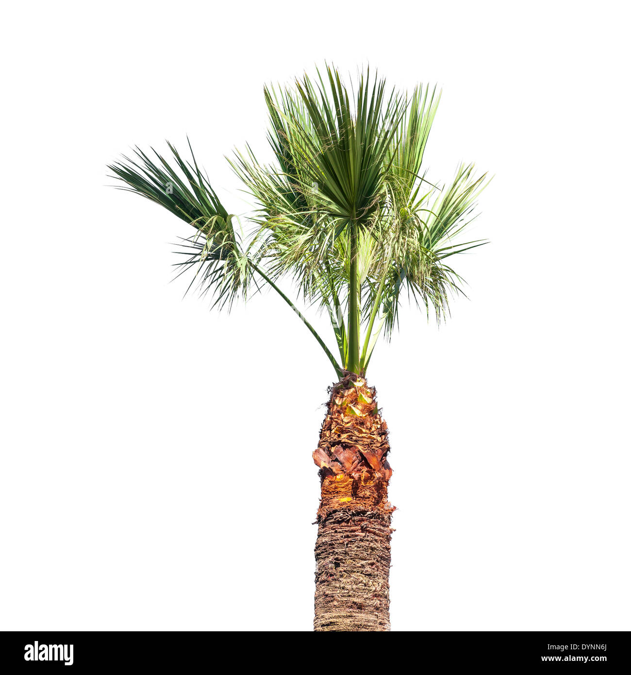 Piccola struttura Palm Tree isolati su sfondo bianco Foto Stock