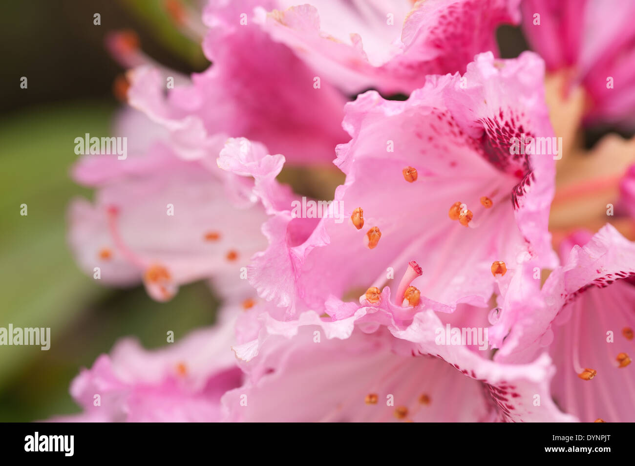 Masse abbondanti di delicati grande fiore rosa pallido e bianco fiori di rododendro Foto Stock