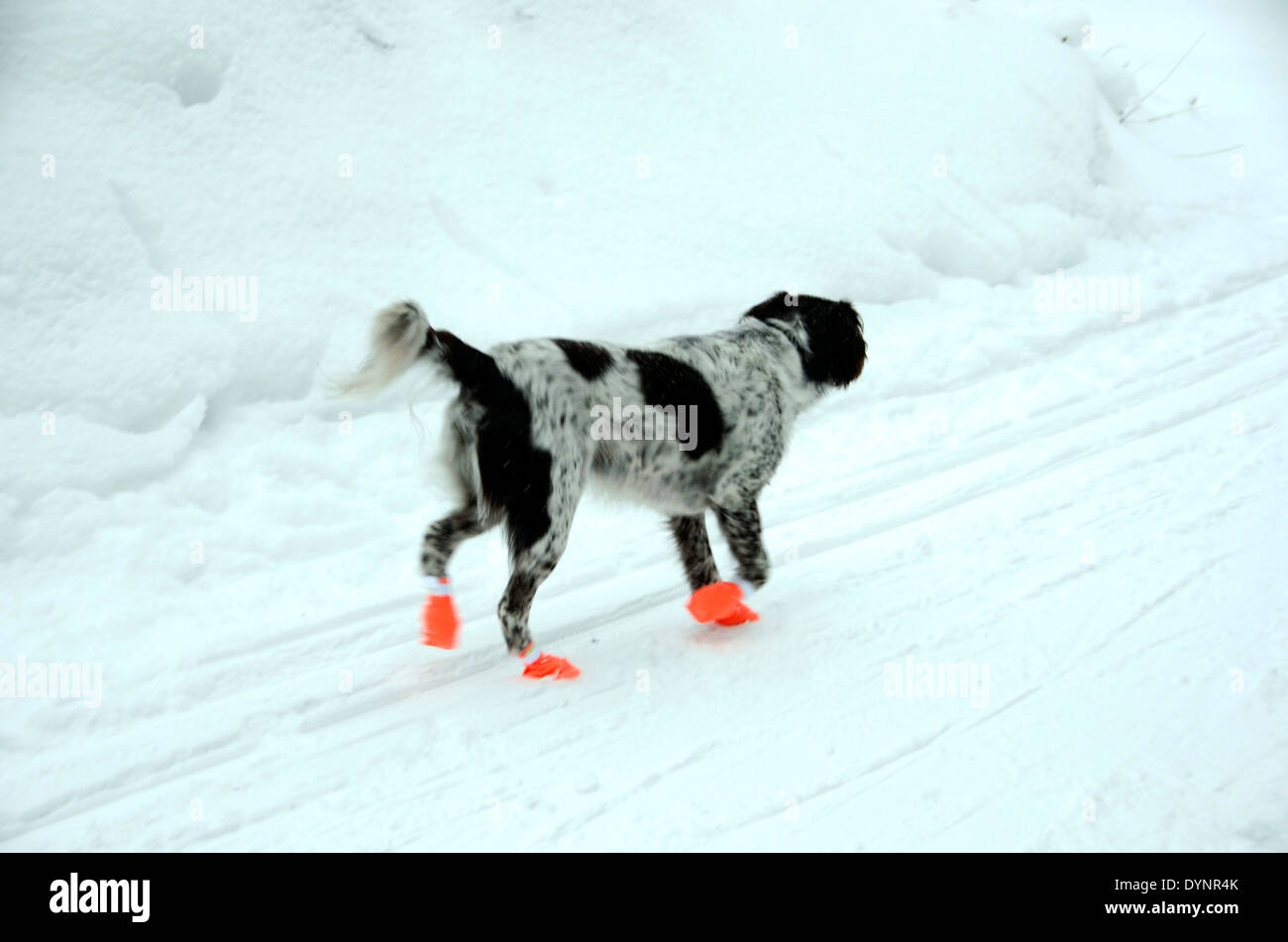Famiglie norvegesi lo sci di fondo con il loro cane indossando le racchette da neve in Nordmarka, appena fuori la capitale Oslo, Norvegia Foto Stock