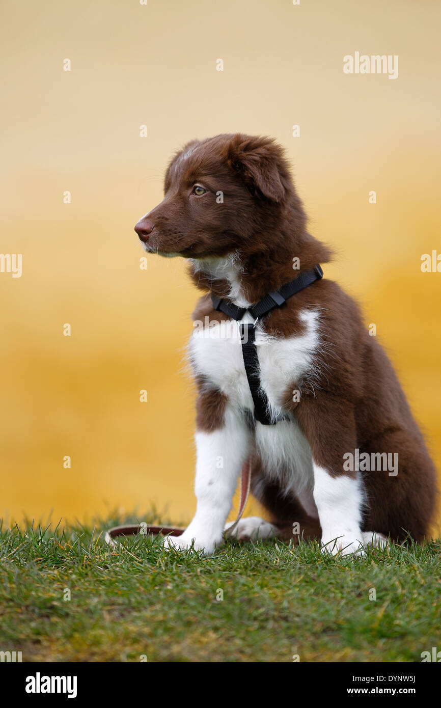 Piccolo e carino riproduttori di razza Border Collie cucciolo fuori sull'erba. Foto Stock