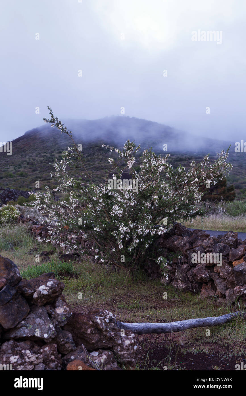 Cytisus proliferus nella nebbia vicino a Valle Arriba in Tenerife, Isole Canarie, Spagna. Bianco nero DYNW conversione24 Foto Stock