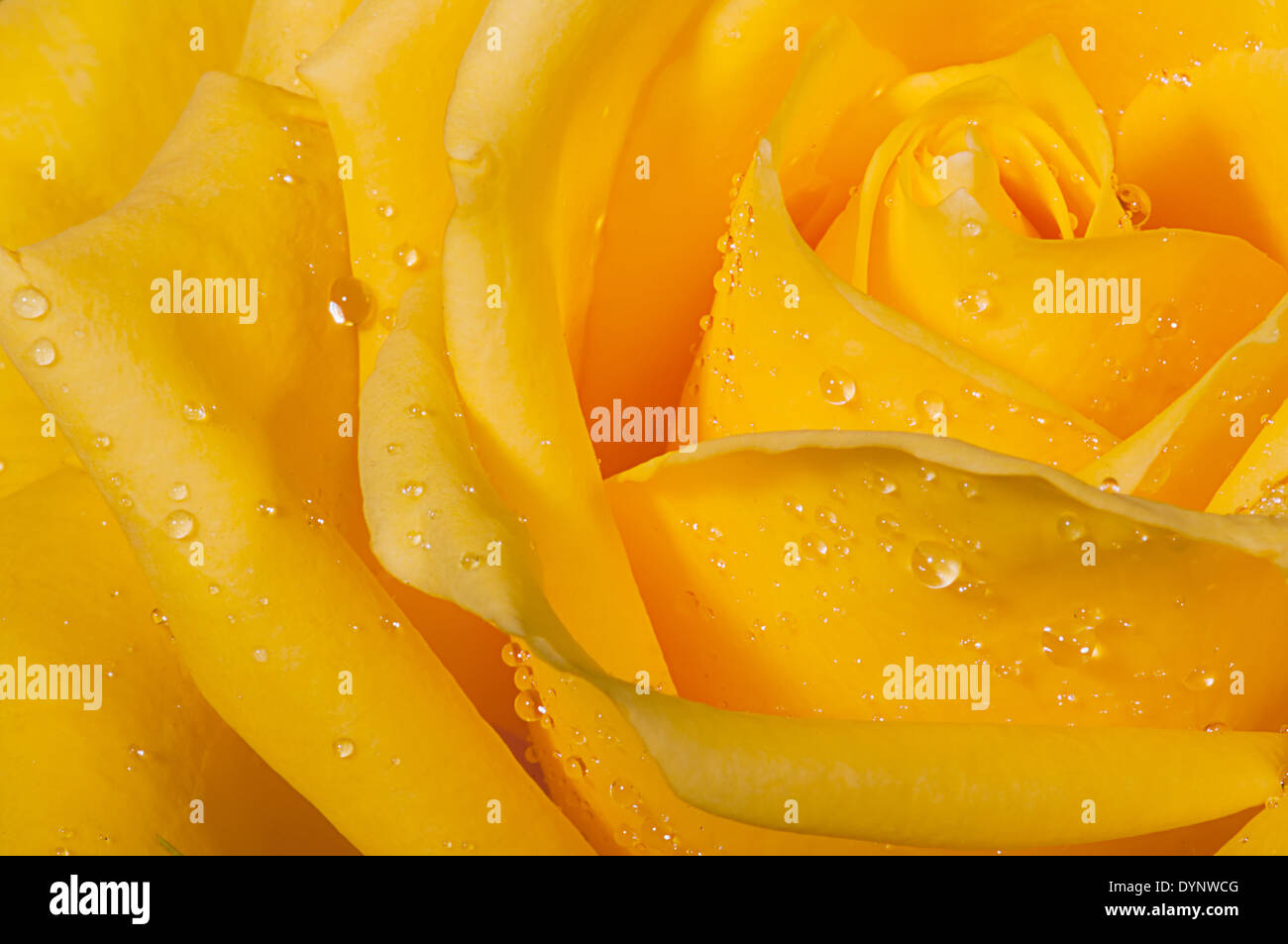 Rosa gialla con gocce di acqua. Foto Stock