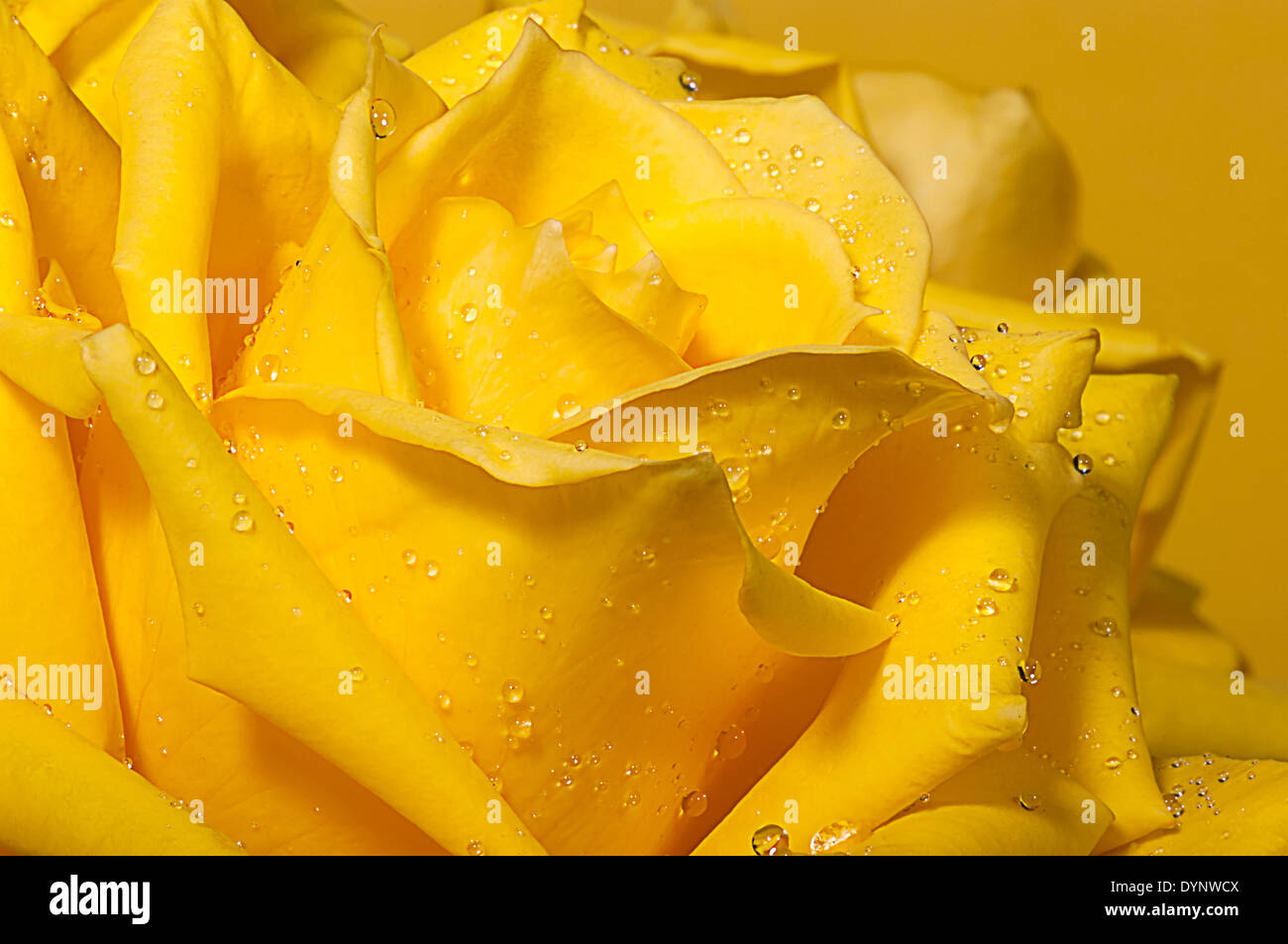 Rosa gialla con gocce di acqua. Foto Stock