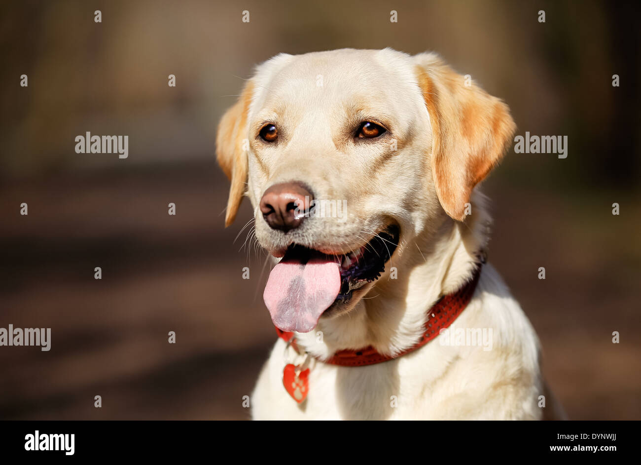 Bellissimo cane di razza pura con la sua tonque sporgente. Foto Stock