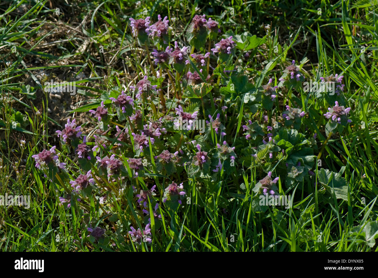 Fioritura red dead-ortica, Lamium purpureum, fiori Foto Stock