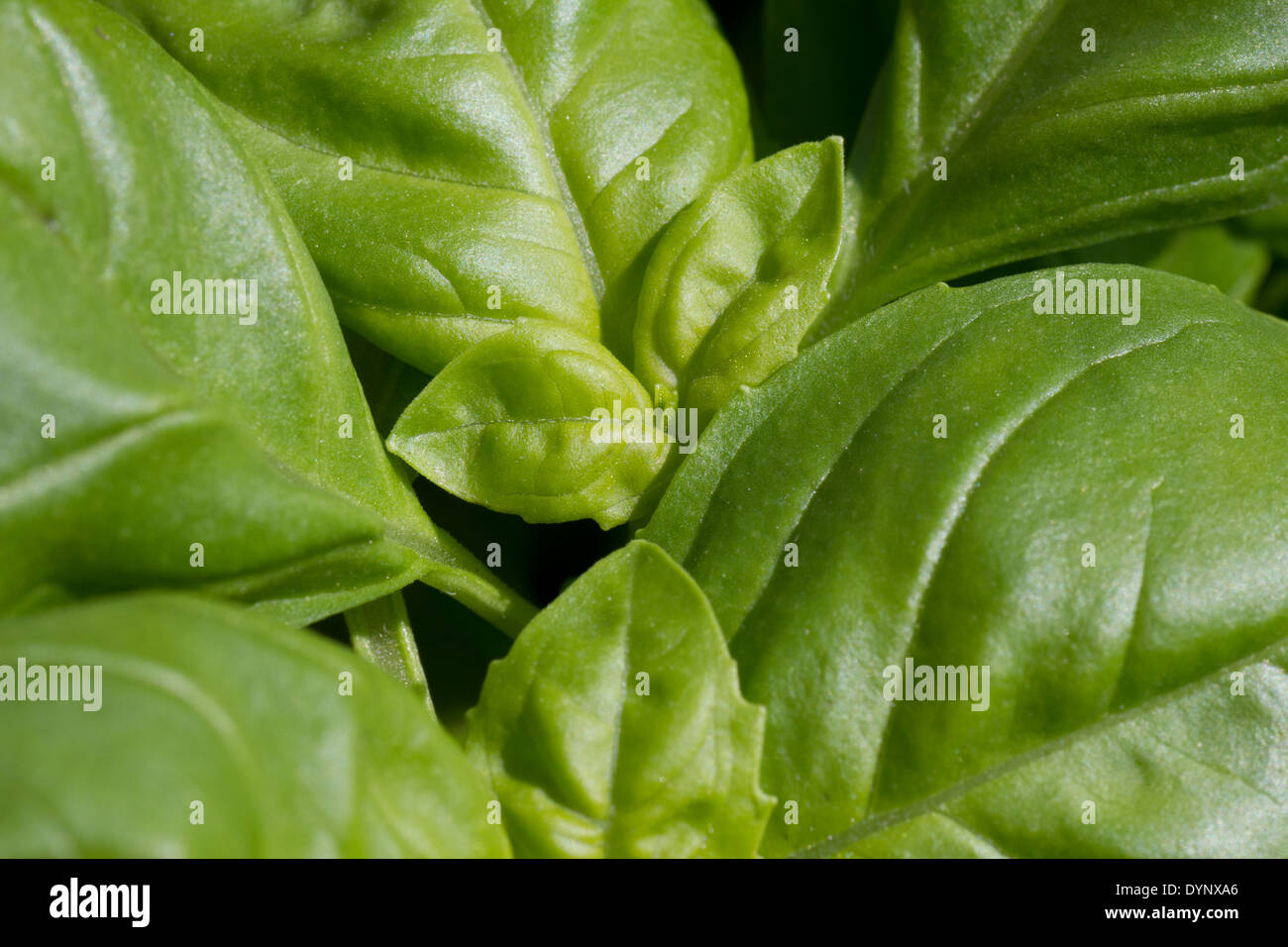 Macro shot di basilico con crescita fresco Foto Stock