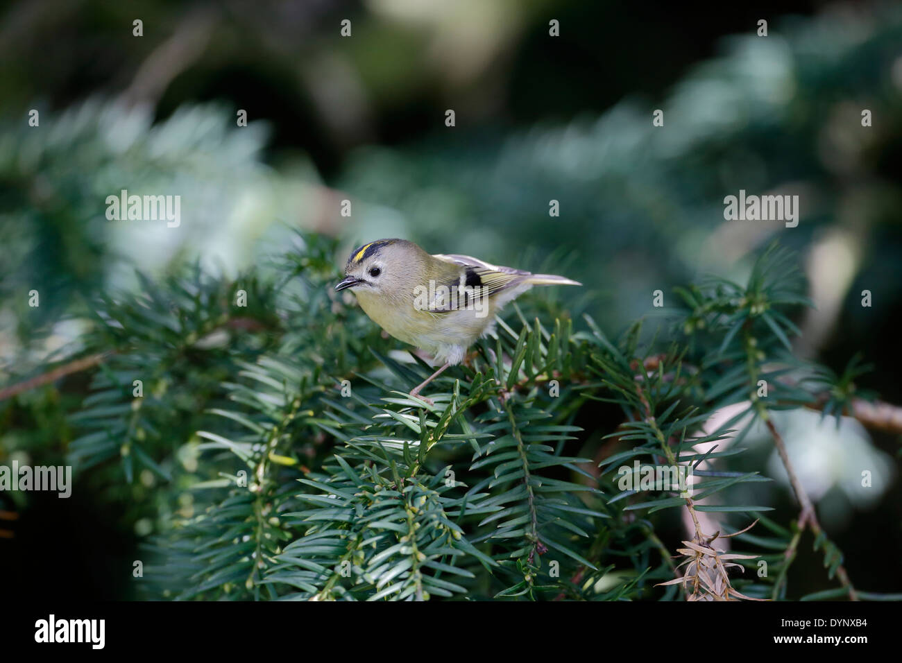 Goldcrest, Regulus regulus, singolo uccello sul ramo, Warwickshire, Aprile 2014 Foto Stock