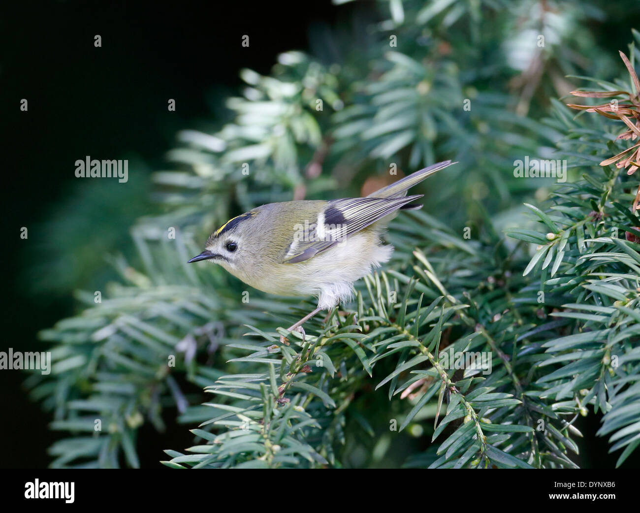 Goldcrest, Regulus regulus, singolo uccello sul ramo, Warwickshire, Aprile 2014 Foto Stock