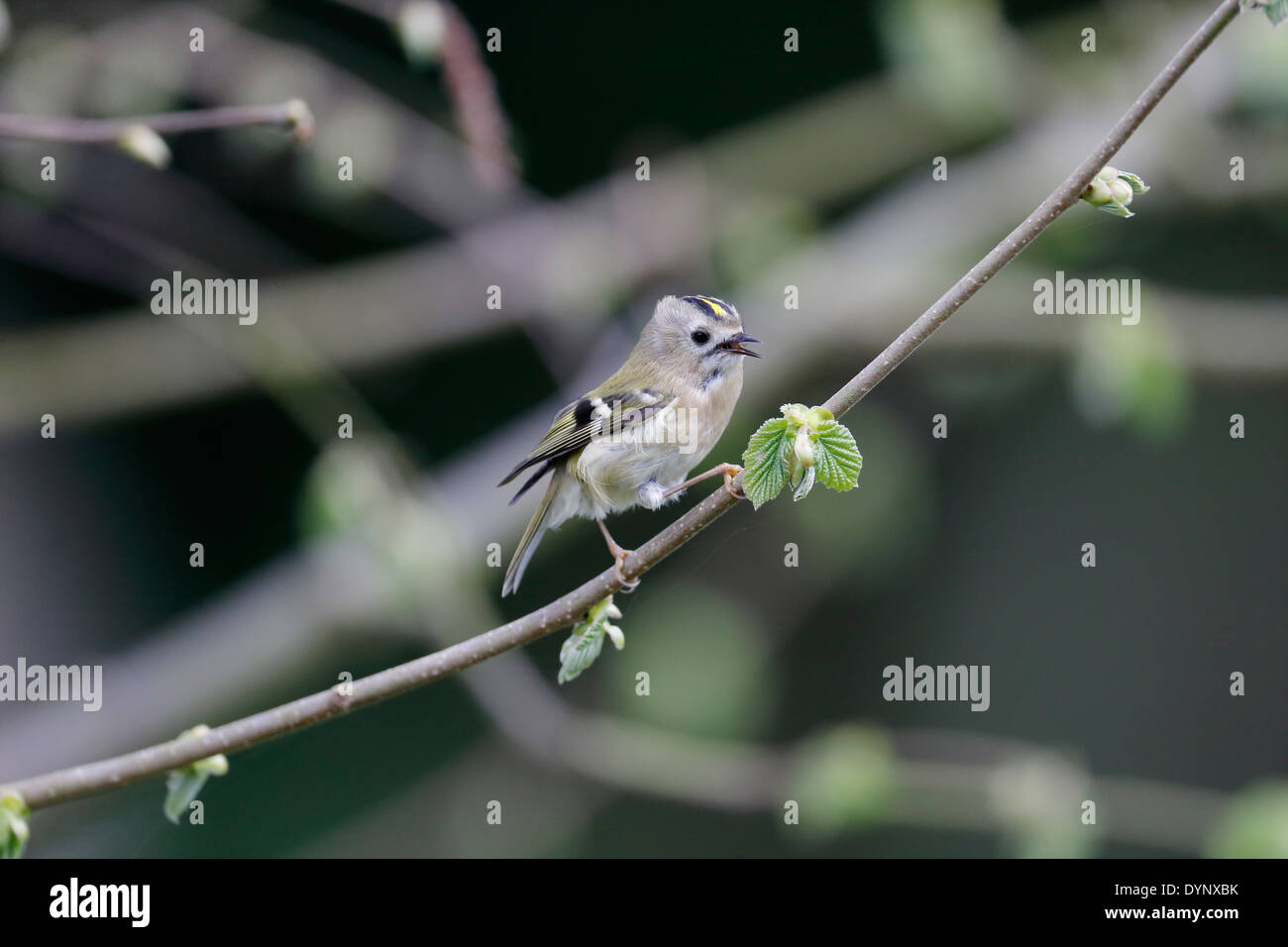 Goldcrest, Regulus regulus, singolo uccello sul ramo, Warwickshire, Aprile 2014 Foto Stock