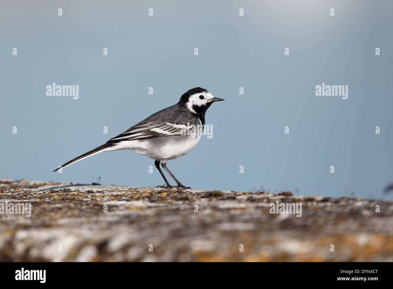 Pied wagtail, Motacilla alba yarrellii, singolo uccello sulla parete, Warwickshire, Aprile 2014 Foto Stock