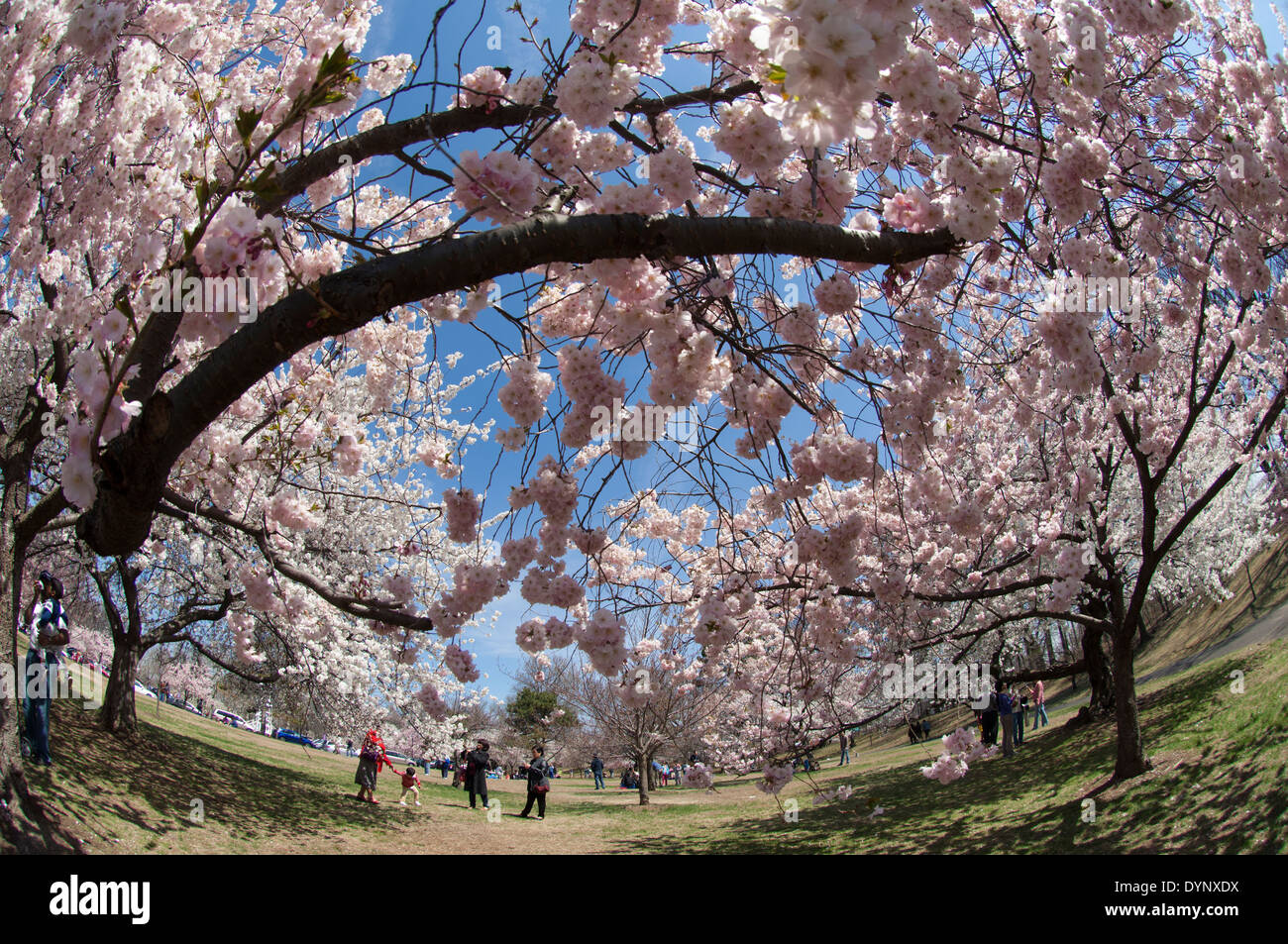 La fioritura dei ciliegi in fiore a ramo Brook Park a Newark, New Jersey Foto Stock