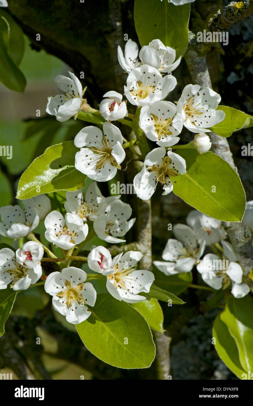 Pera fiore con foglie giovani in primavera Foto Stock