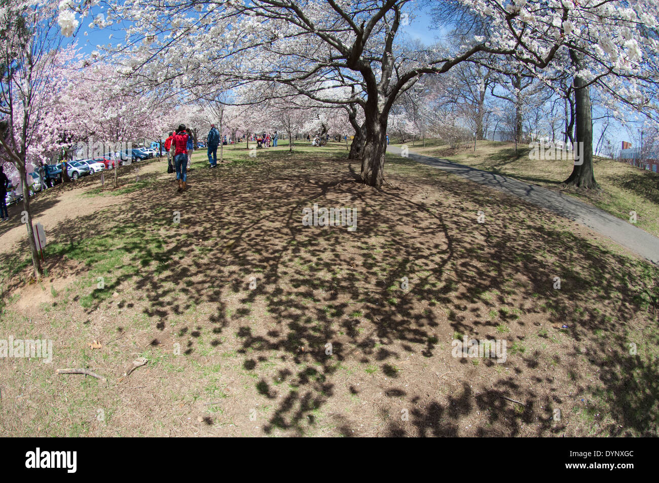 La fioritura dei ciliegi in fiore a ramo Brook Park a Newark, New Jersey Foto Stock