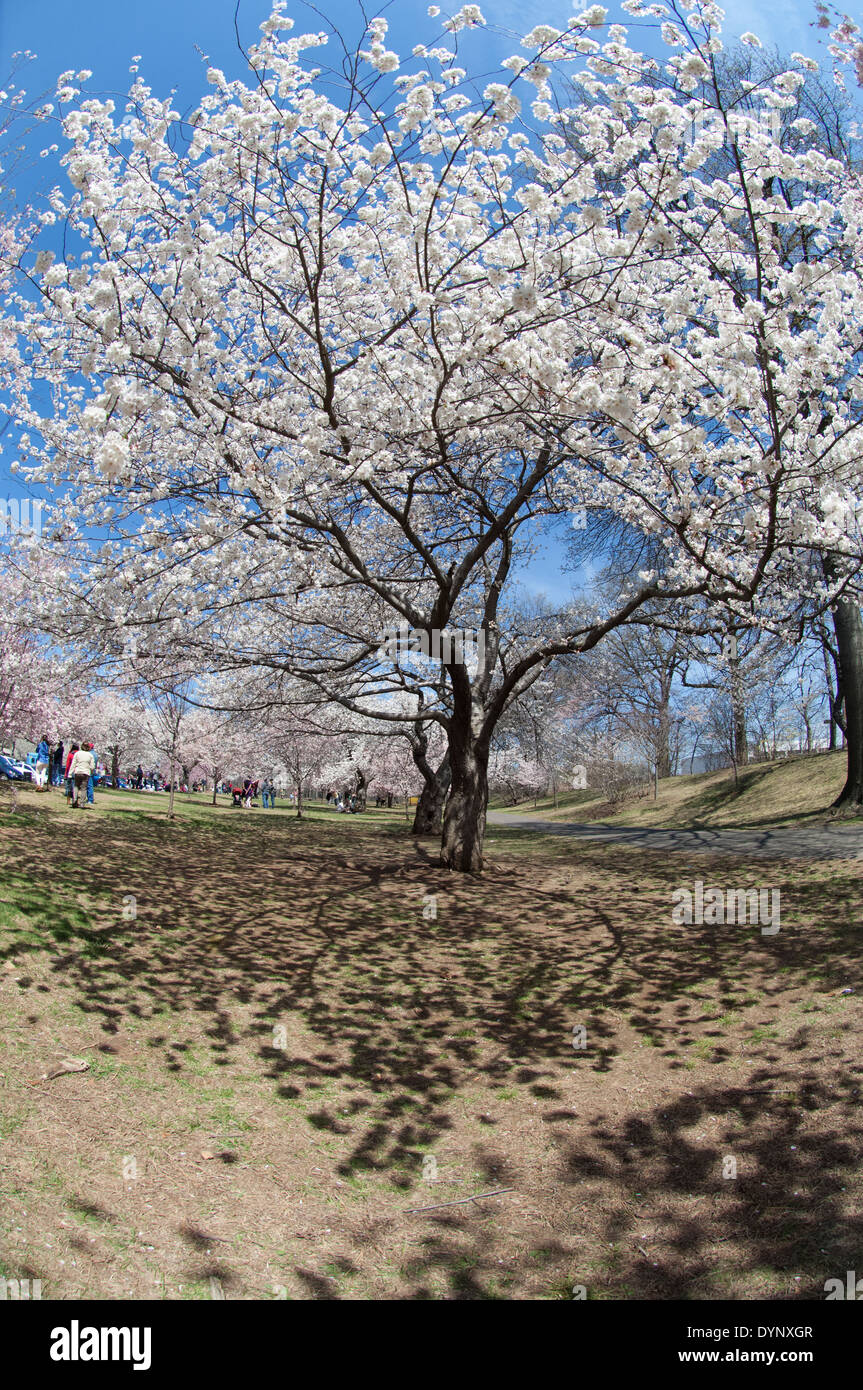 La fioritura dei ciliegi in fiore a ramo Brook Park a Newark, New Jersey Foto Stock