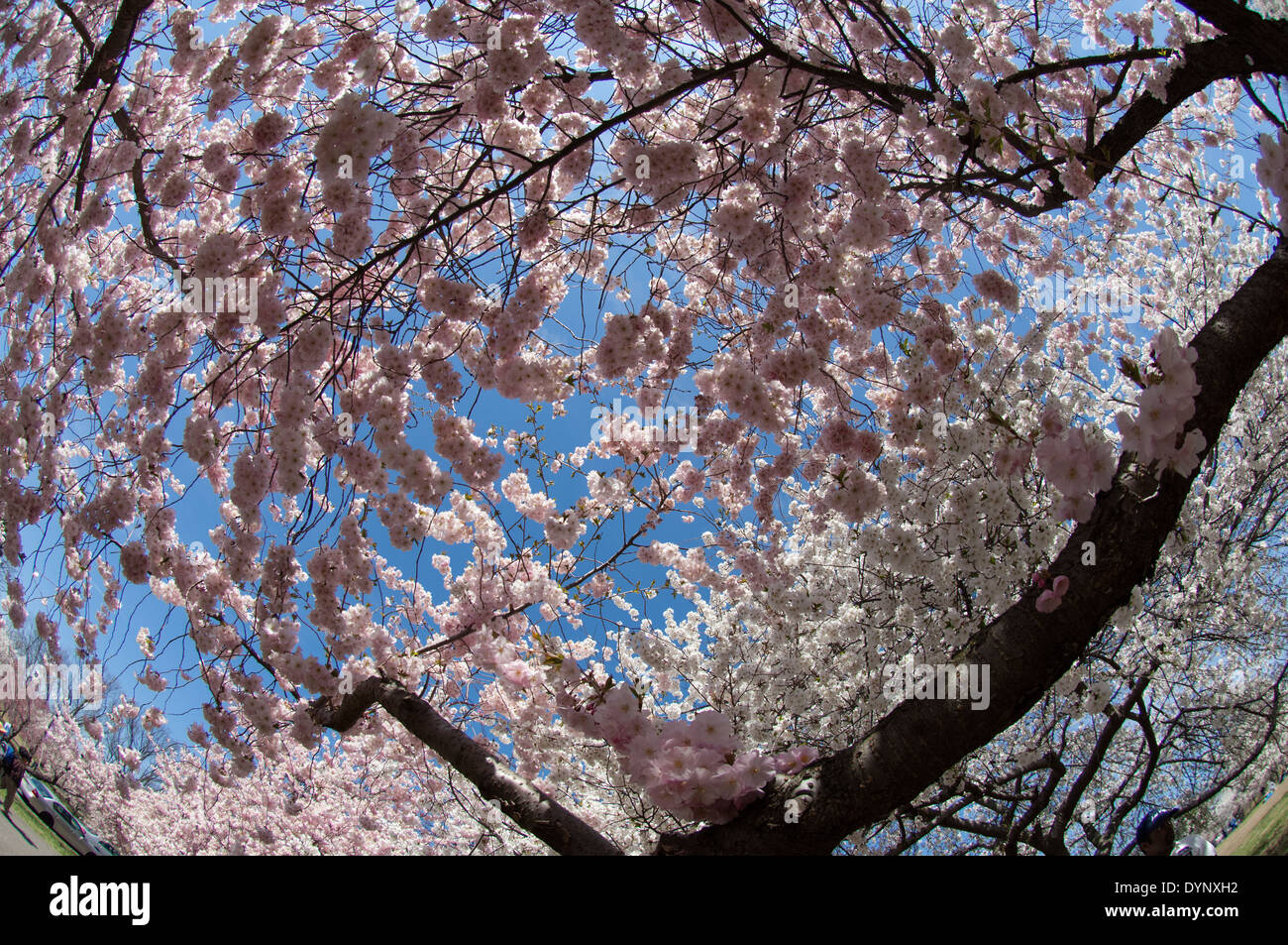 La fioritura dei ciliegi in fiore a ramo Brook Park a Newark, New Jersey Foto Stock