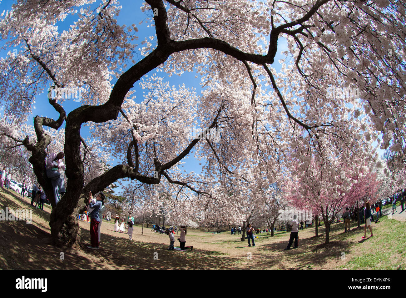 La fioritura dei ciliegi in fiore a ramo Brook Park a Newark, New Jersey Foto Stock