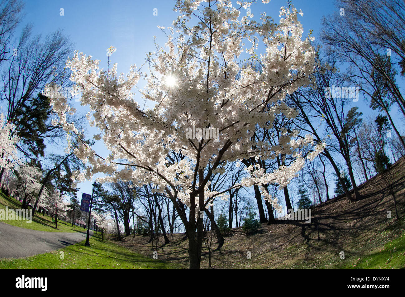 La fioritura dei ciliegi in fiore a ramo Brook Park a Newark, New Jersey Foto Stock