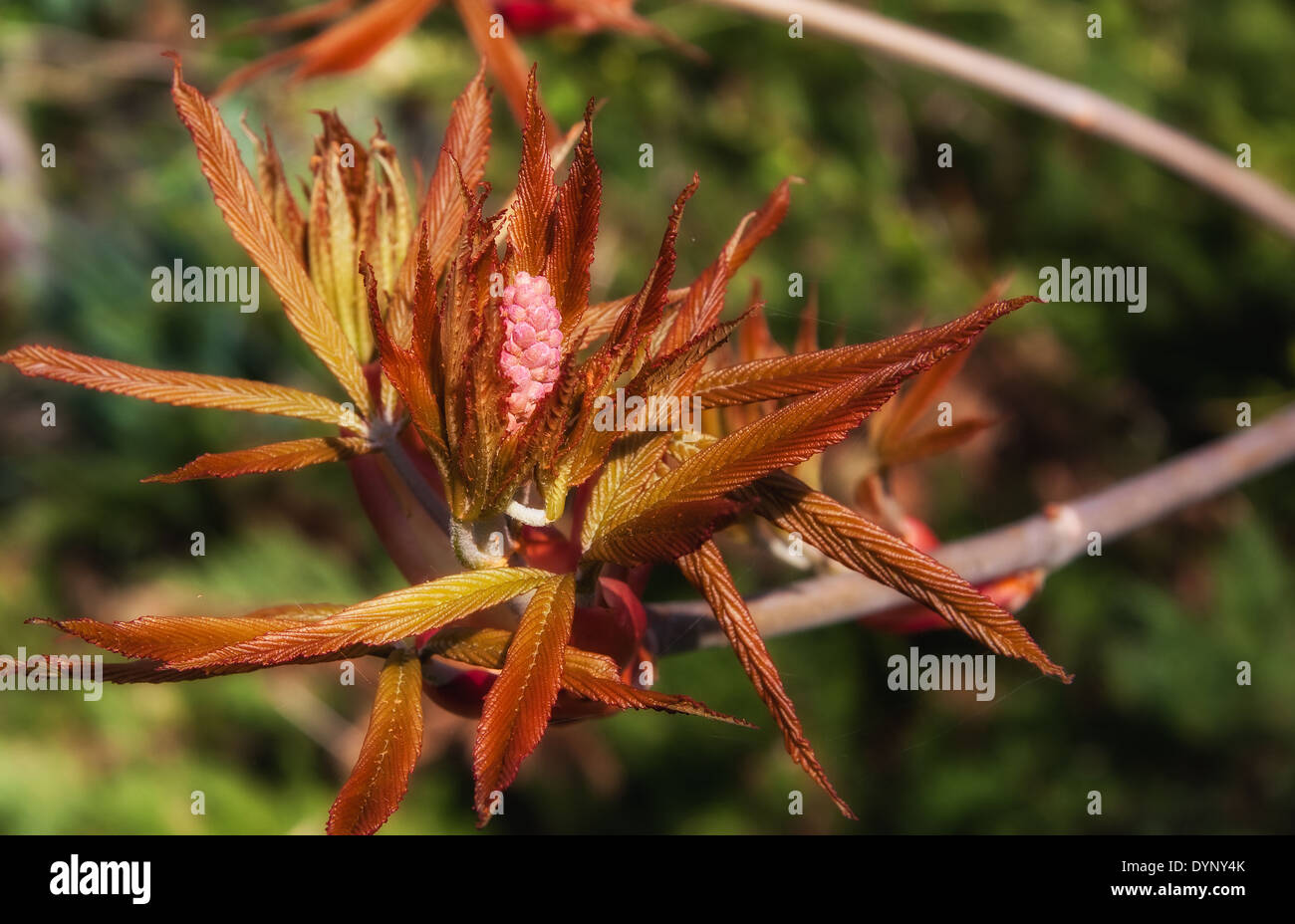Blooming bush di Red Chestnut - Aesculus pavia Koehnei Foto Stock