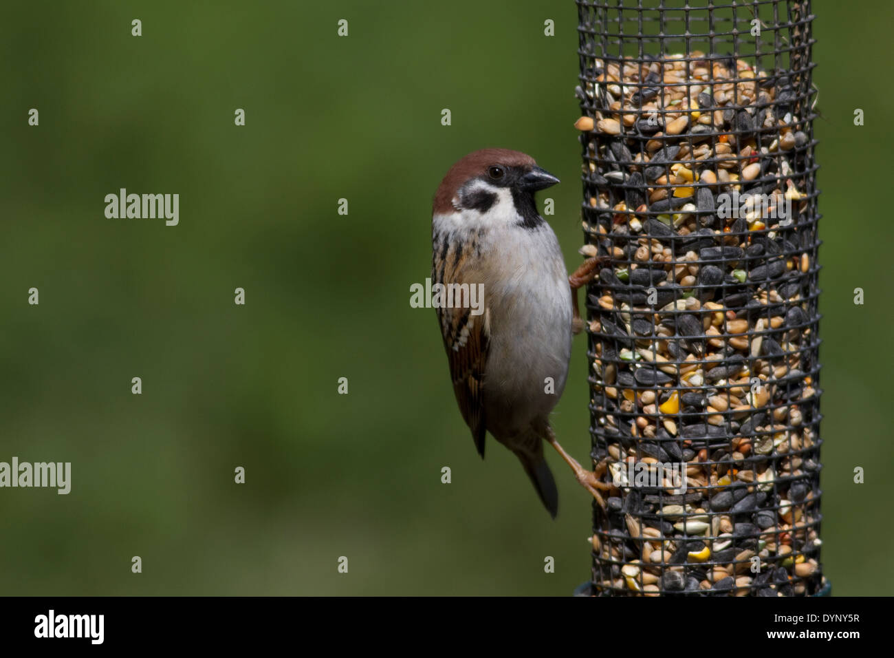 Tree Sparrow su alimentatore di sementi Foto Stock