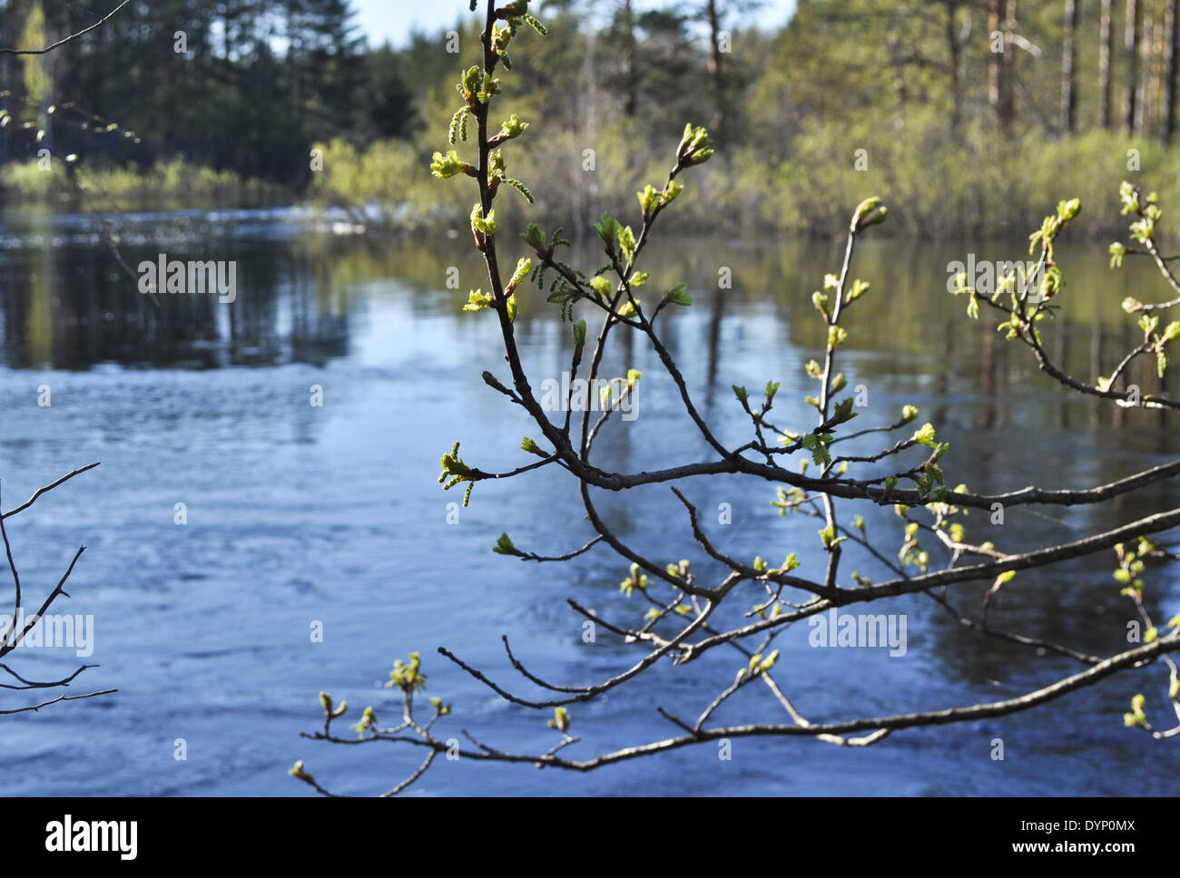 Paesaggi e dettaglio di natura nella foresta sulla riva del fiume ai primi di maggio. Russia, il Parco nazionale di 'Meshchersky. Foto Stock