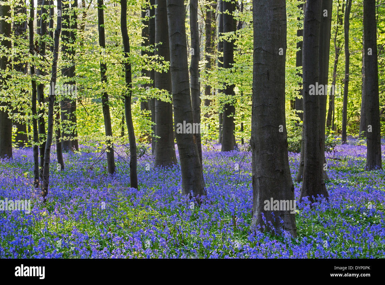 Bluebells (Endimione nonscriptus) in fiore nel bosco di faggio (Fagus sylvatica) in primavera Foto Stock