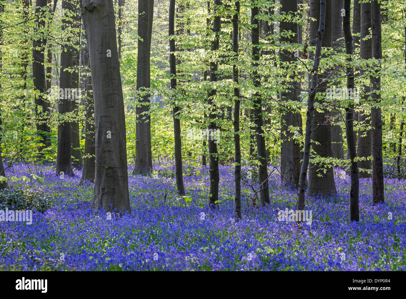 Bluebells (Endimione nonscriptus) in fiore nel bosco di faggio (Fagus sylvatica) in primavera Foto Stock