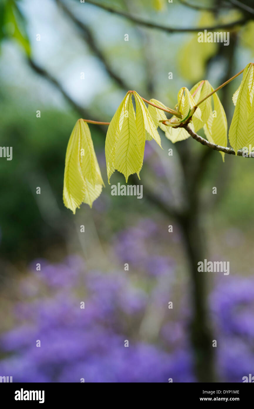 Aesculus hippocastanum 'Hampton Court Oro'. Ippocastano 'Hampton Court Oro' foglie giovani apertura nel mese di aprile Foto Stock