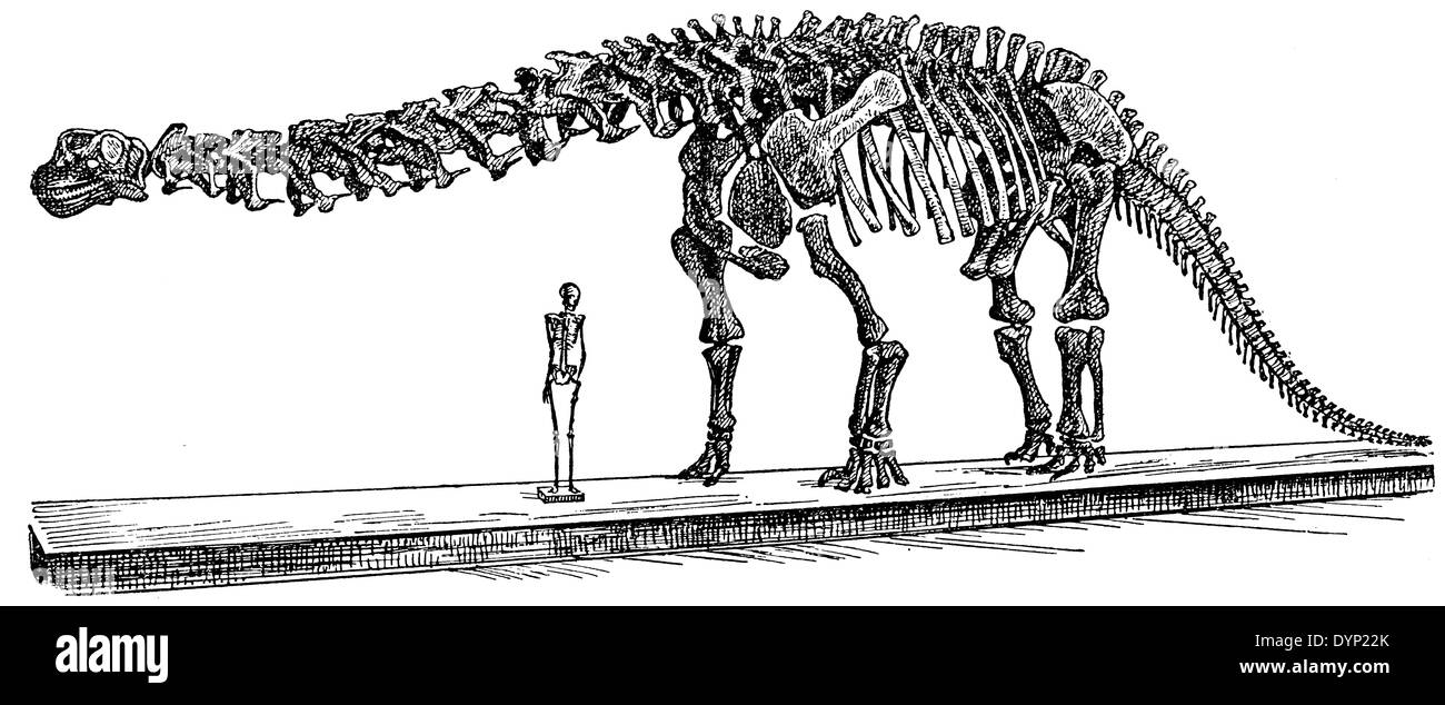 Scheletri di Brontosaurus (Apatosaurus excelsus) e umana, illustrazione da enciclopedia sovietica, 1927 Foto Stock