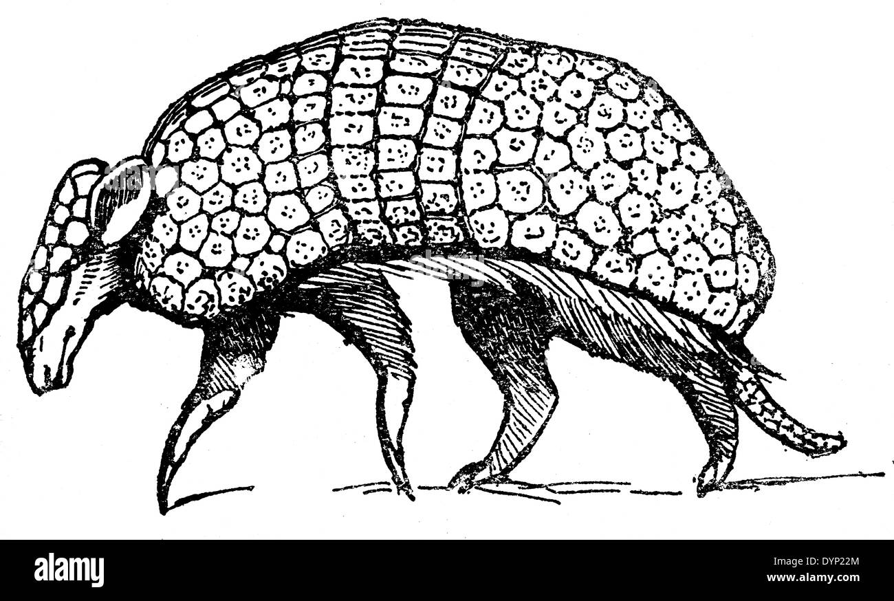 Sud della tre-nastrare armadillo (Tolypeutes matacus), Illustrazione da enciclopedia sovietica, 1927 Foto Stock