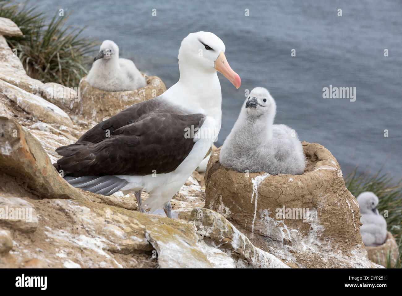 Albatross marrone nero e pulcino nella colonia di scogliere Foto Stock