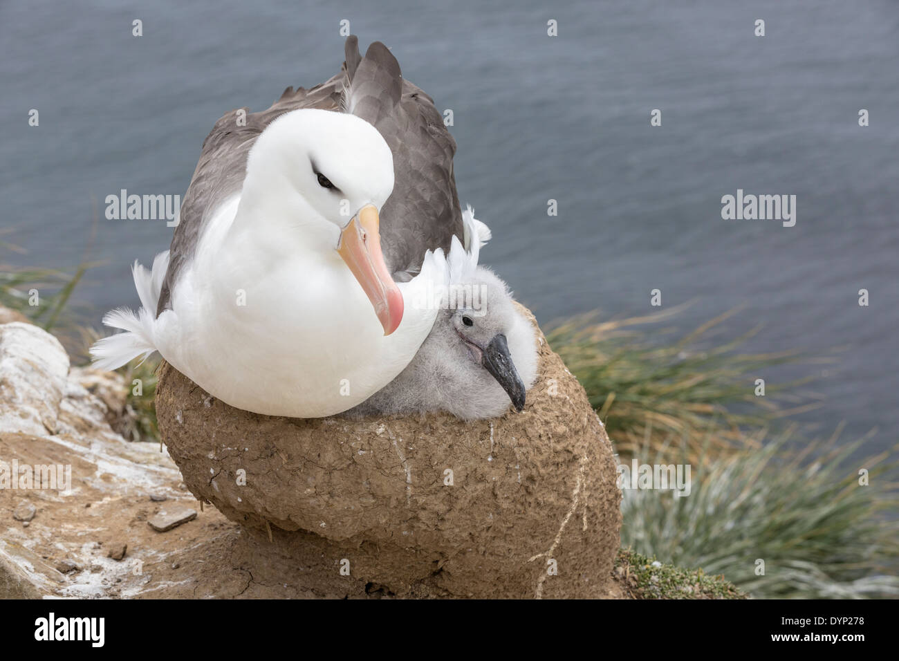 Nero browed Albatross e pulcino Foto Stock