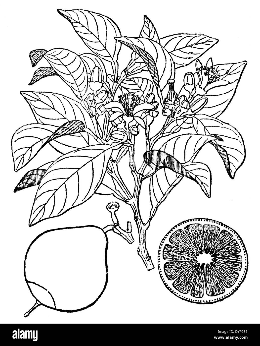 Arancio bergamotto (Citrus Bergamia), Illustrazione da enciclopedia sovietica, 1927 Foto Stock