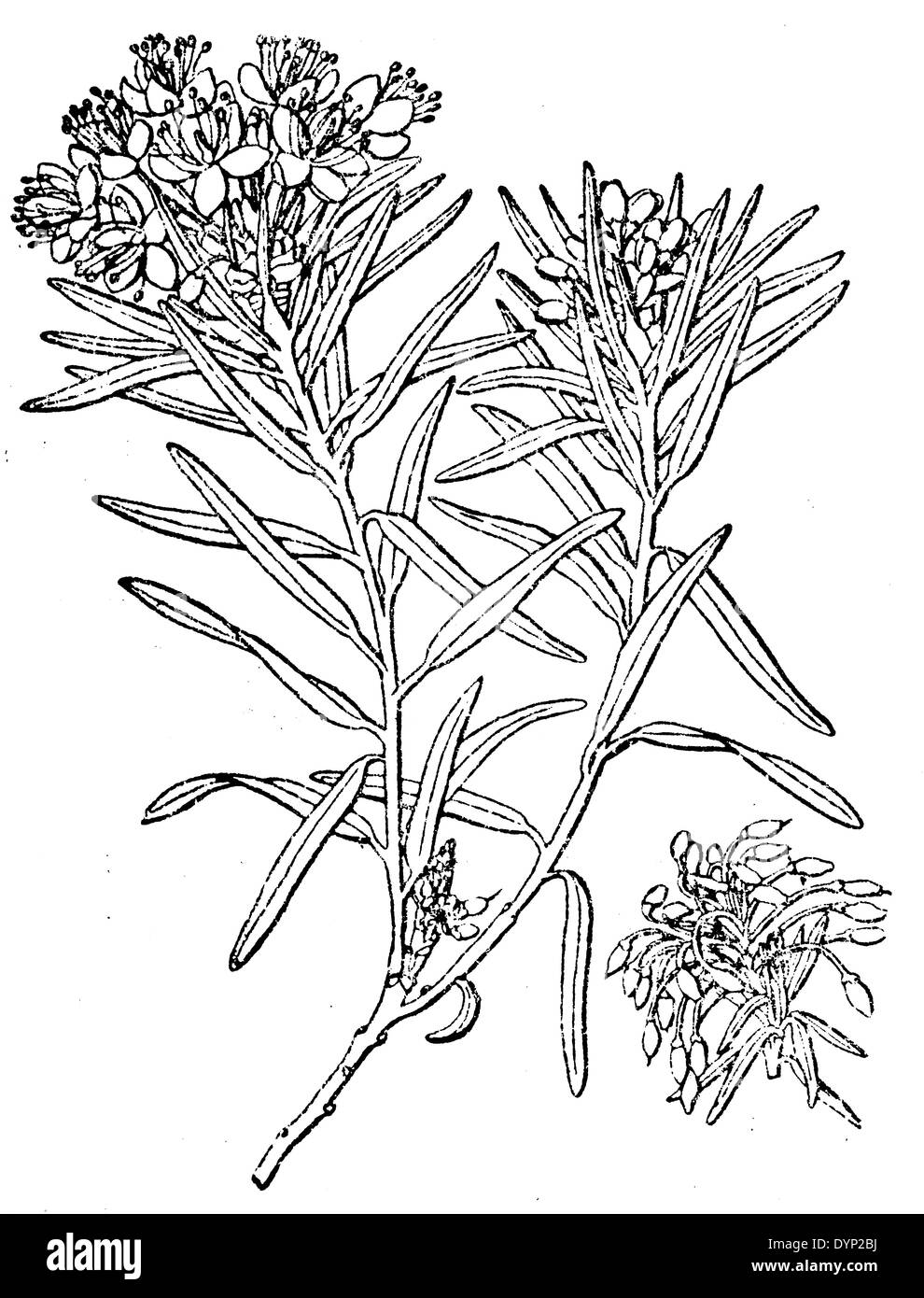 Marsh Labrador tea (Rhododendron tomentosum), Illustrazione da enciclopedia sovietica, 1926 Foto Stock