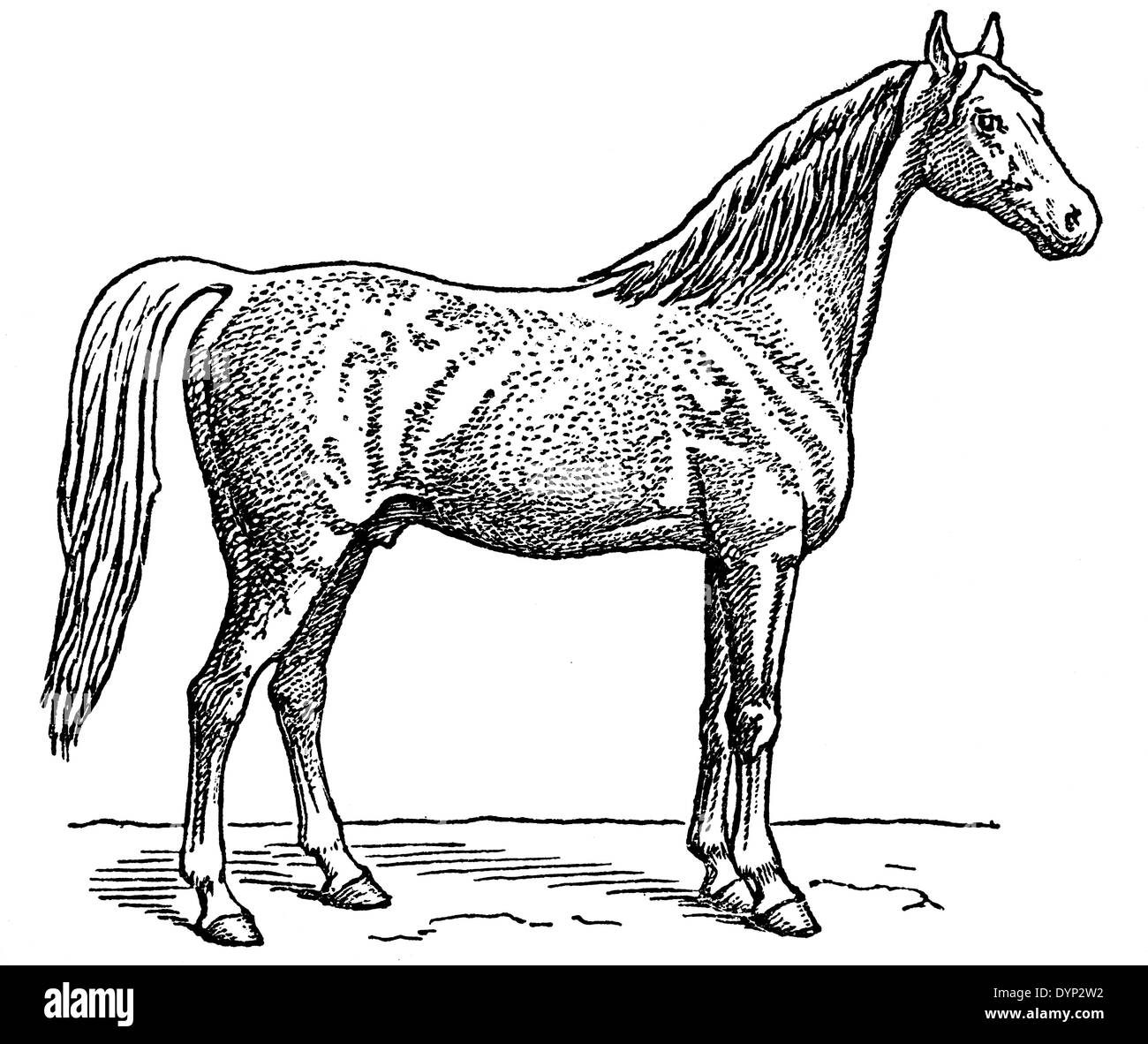 Arabian Horse, illustrazione da enciclopedia sovietica, 1926 Foto Stock