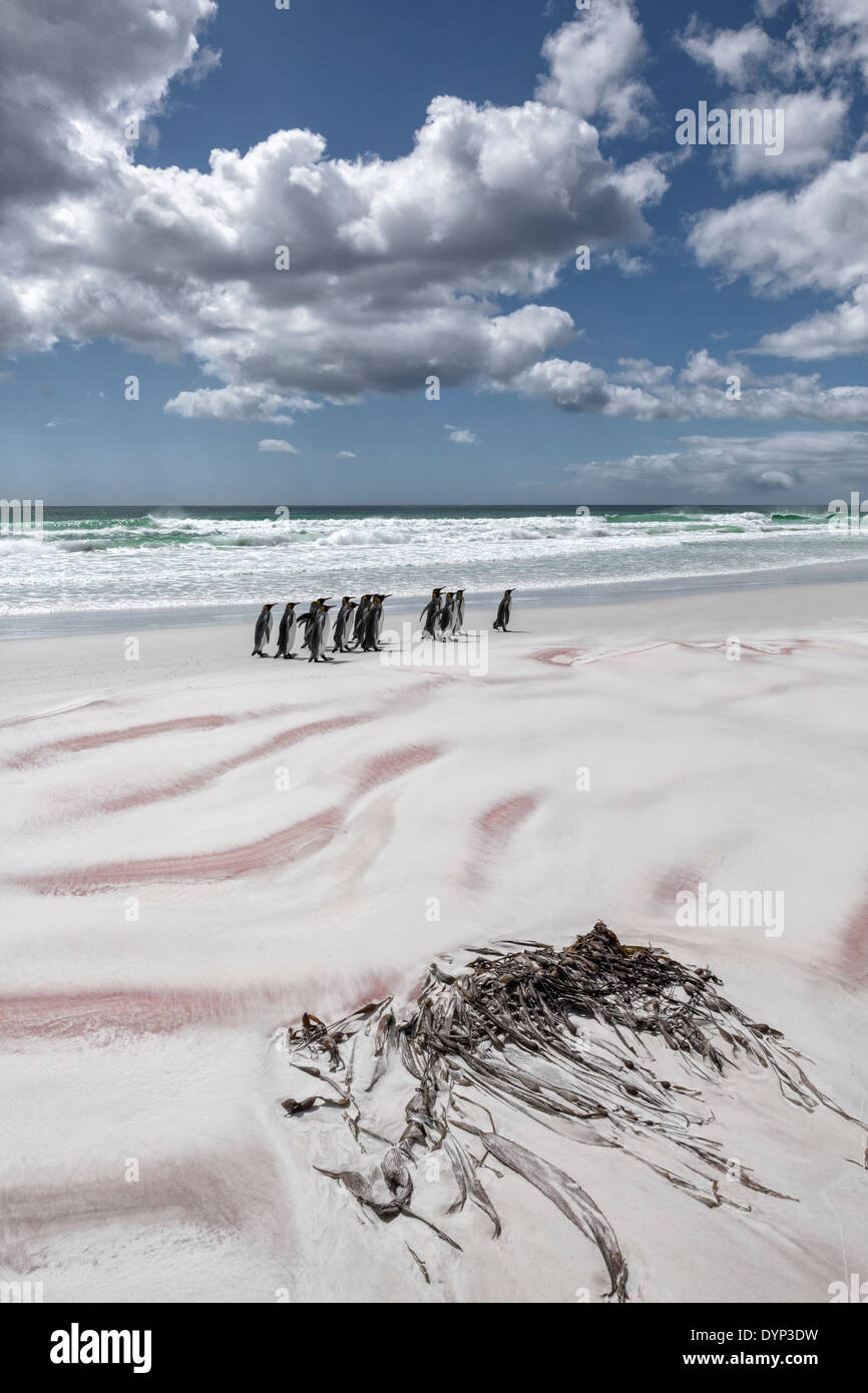 Re Penguin Group camminando lungo una spiaggia delle Falklands Foto Stock