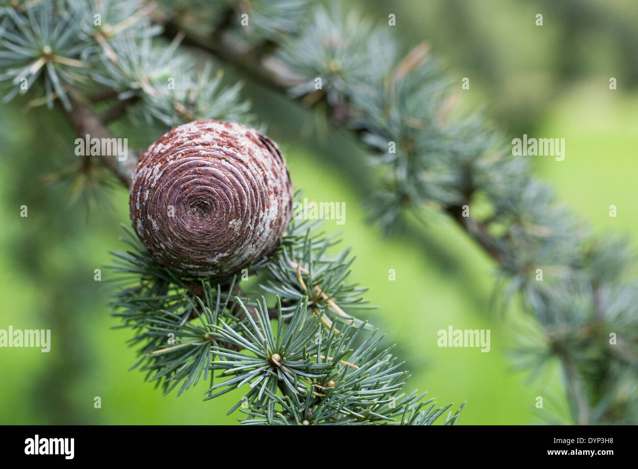 Cedrus atlantica pigna. Atlas cedro. Foto Stock