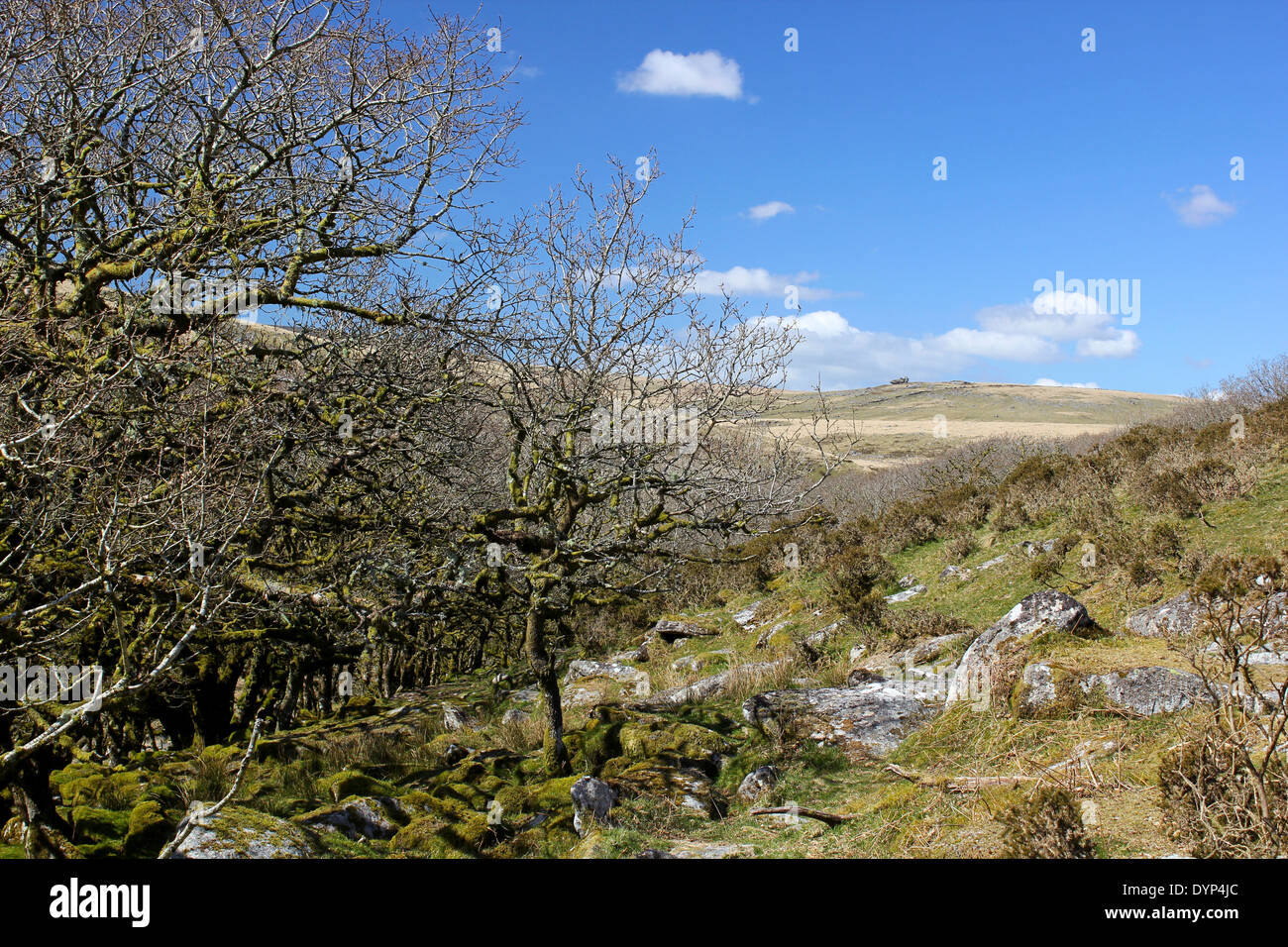 Wistman il legno guardando verso un Tor su Alta in Dartmoor Devon Foto Stock