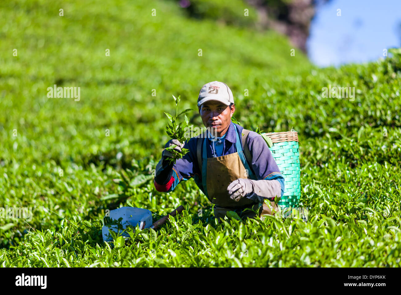 L'uomo la raccolta del tè (Camellia sinensis) sulla piantagione di tè vicino Ciwidey, West Java, Indonesia Foto Stock