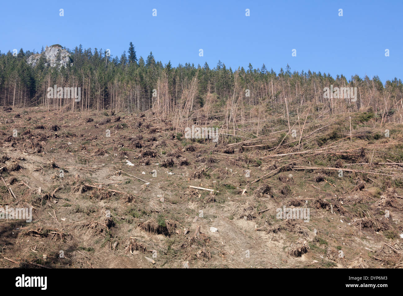 Un sacco di alberi rotti dal forte vento di montagna chiamato "halny" nella Valle Chocholowska, Monti Tatra, Polonia Foto Stock